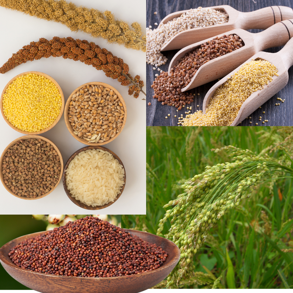 Millet ചെറുധാന്യങ്ങൾ