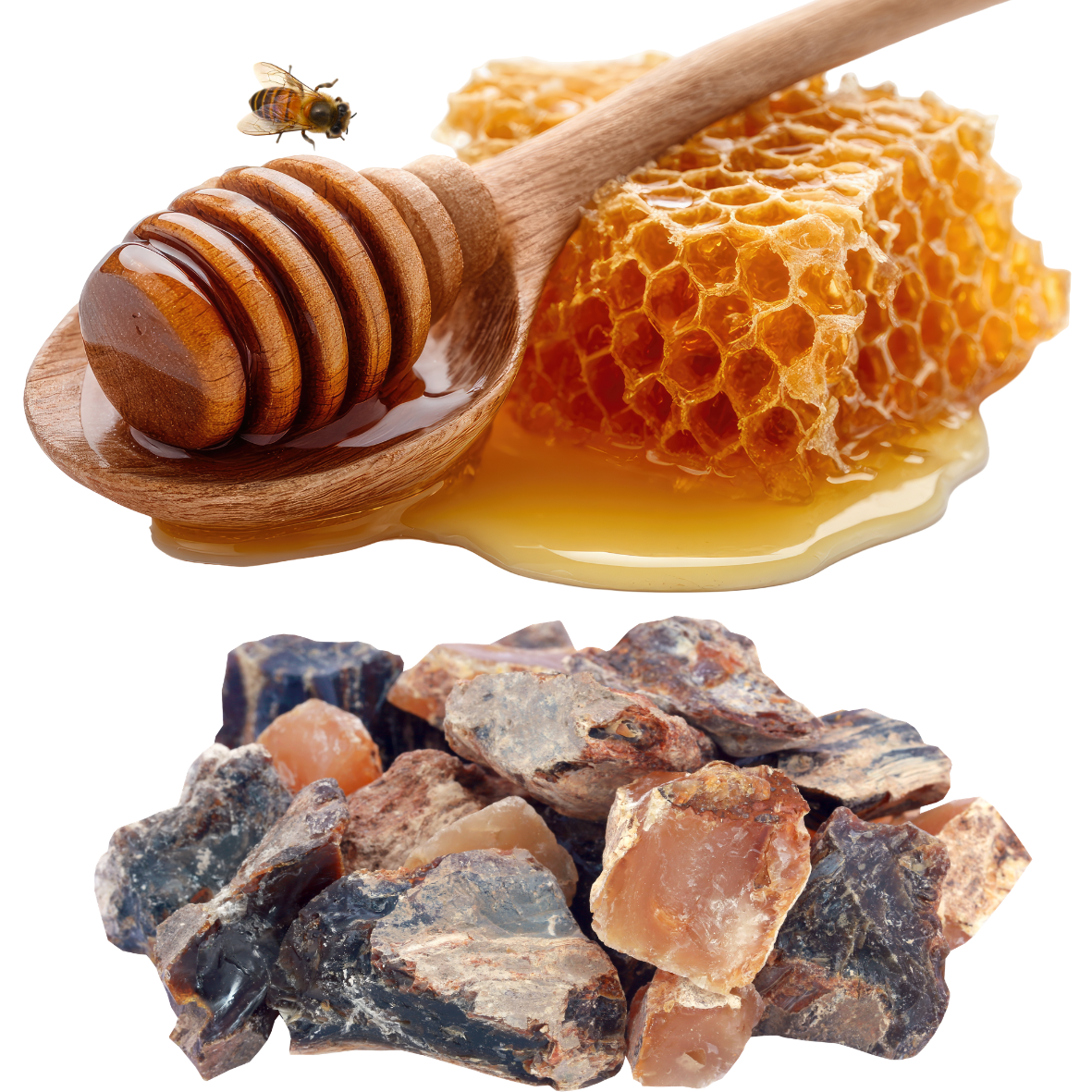 Forest Resources വനവിഭവങ്ങൾ