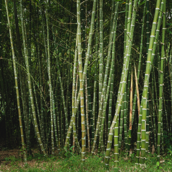 Attappadi Bamboo Rice / മുളയരി