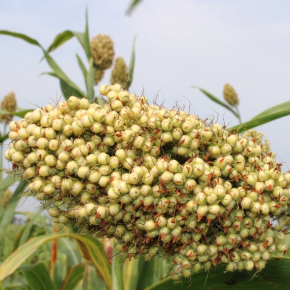 White Sorghum Flakes/വെള്ള ചോളം അവിൽ