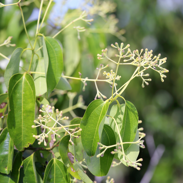 Cinnamon/നാടൻ കറുവപ്പട്ട