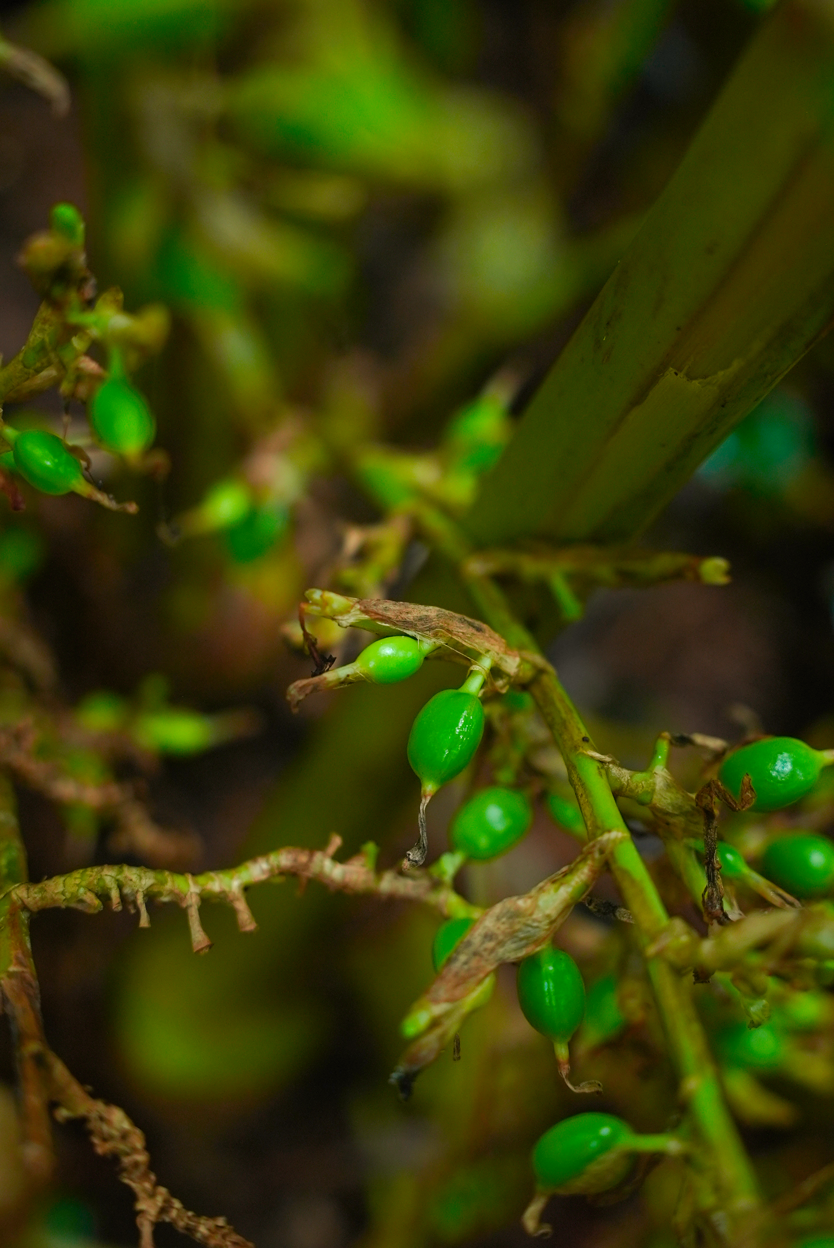 Cardamom(ഏലക്കായ)