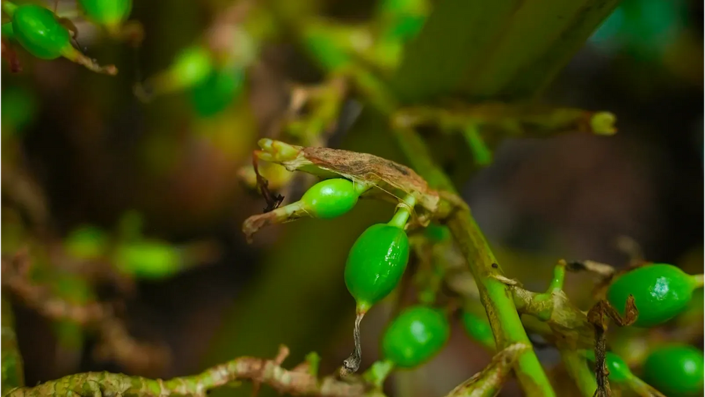 Organic cardamom-grade-2