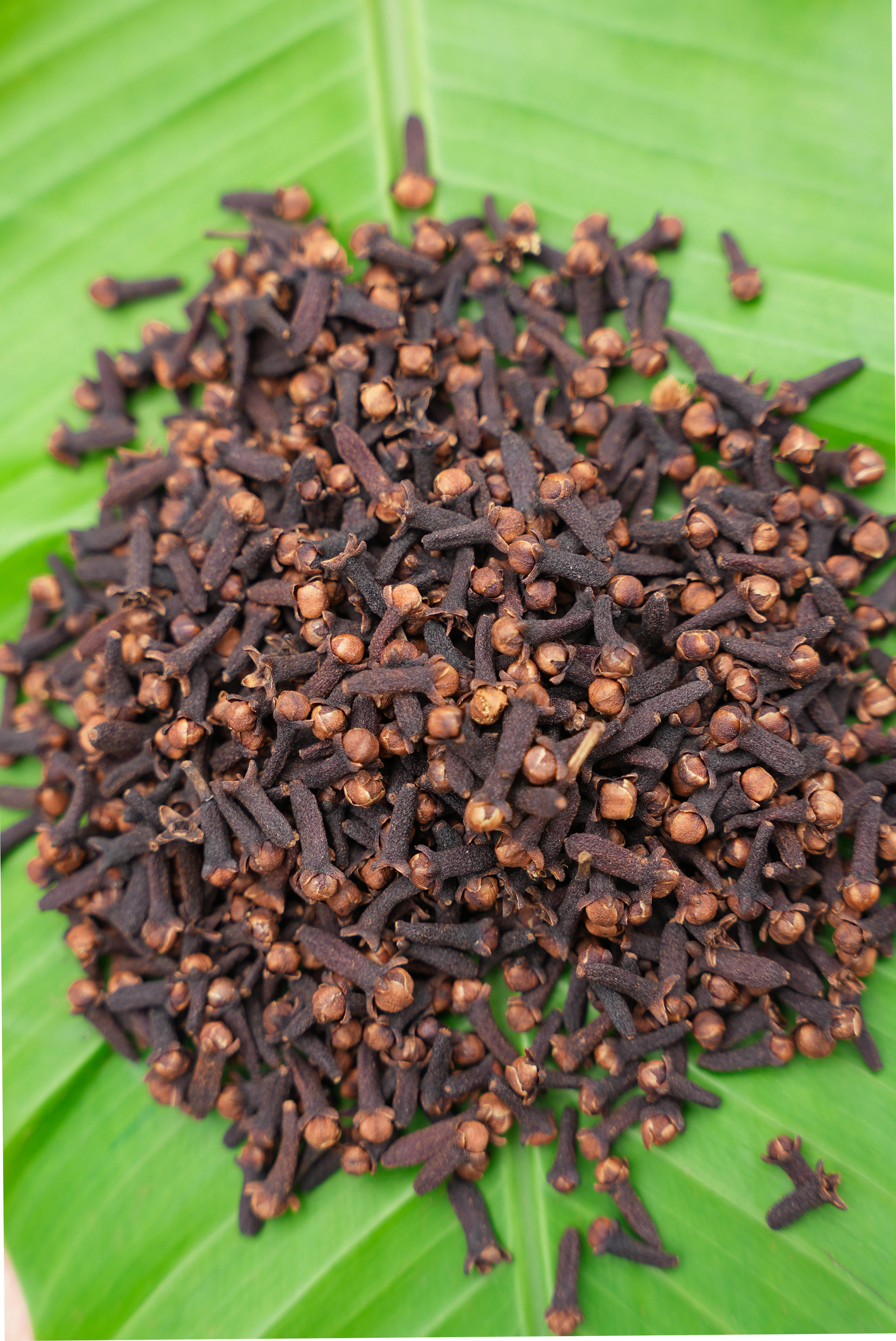 Cloves /കരയാമ്പൂ
