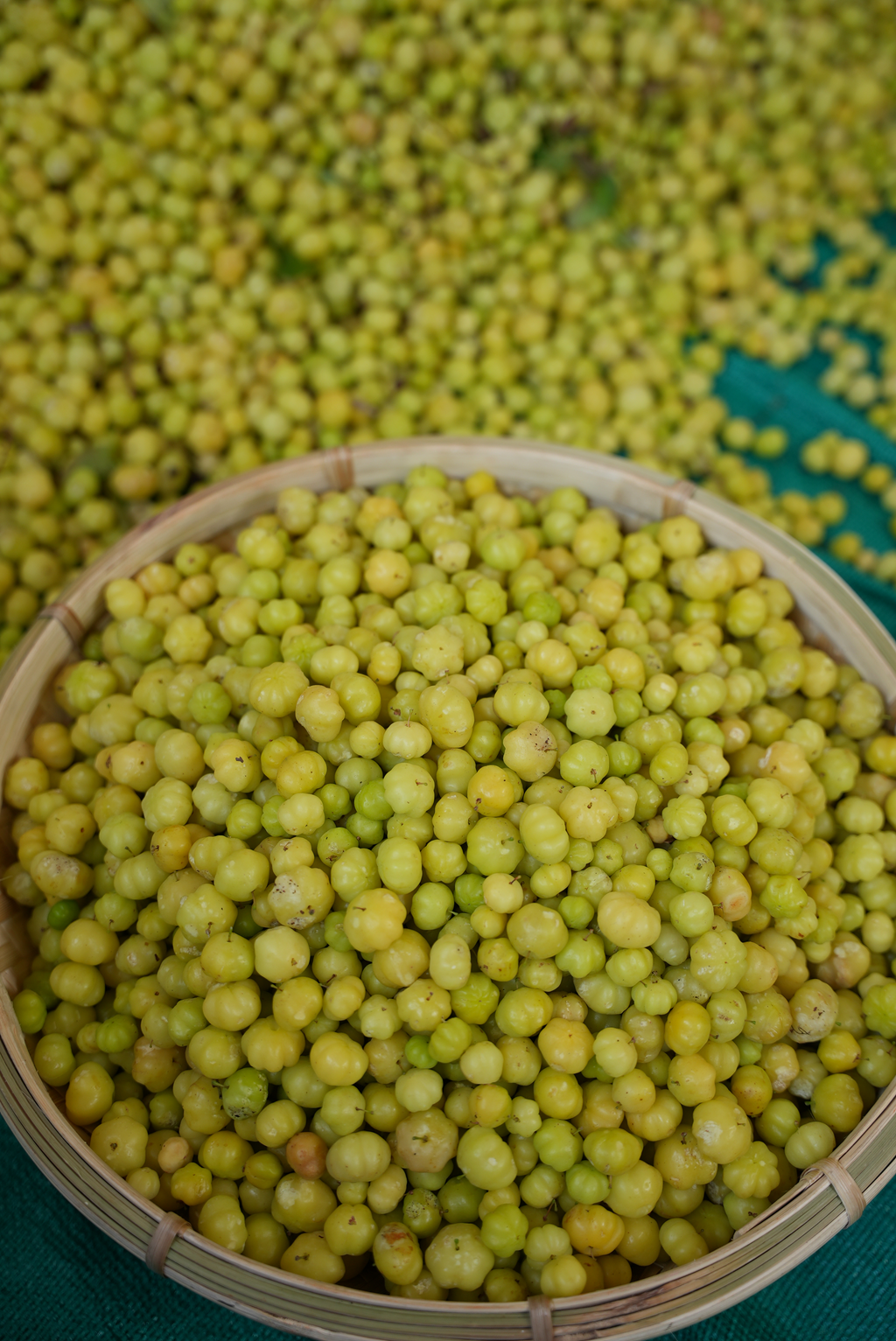 Star Goosberry & Bird's eye chilli pickle (അരിനെല്ലിക്ക കാന്താരി  അച്ചാർ)