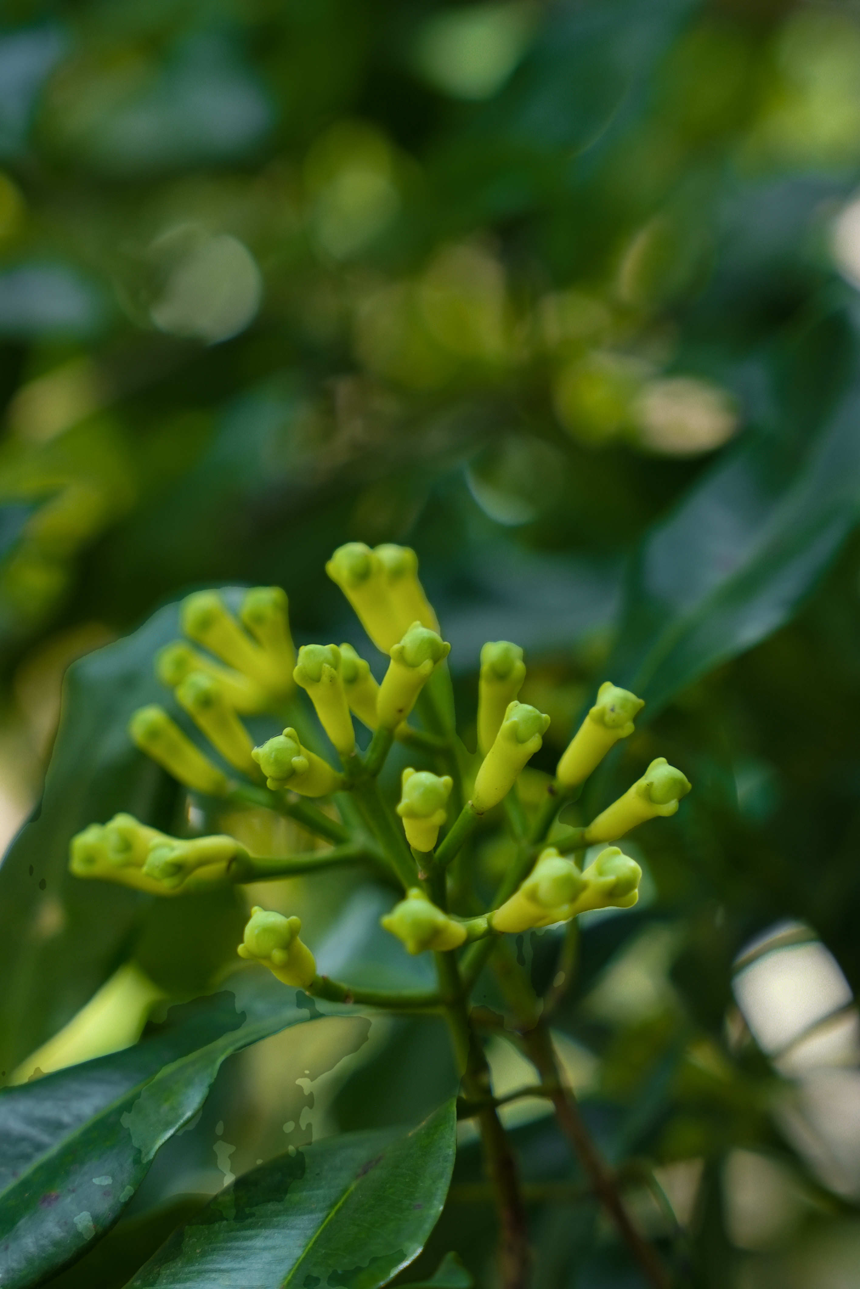 Cloves /കരയാമ്പൂ