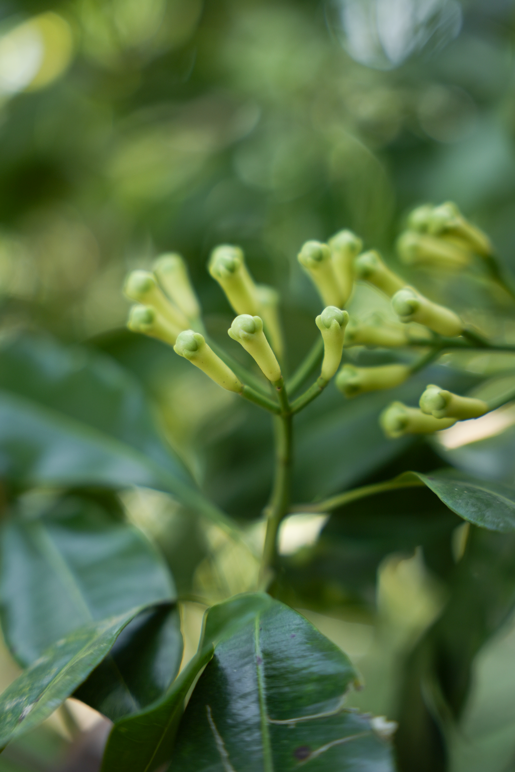 Cloves /കരയാമ്പൂ