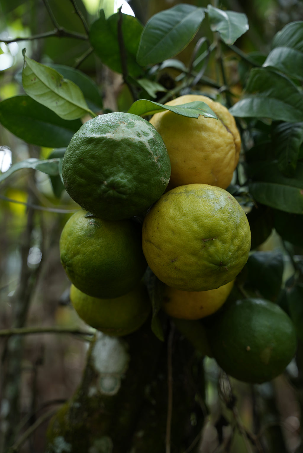 Wild lemon Pickle (വടുകപ്പുളി നാരങ്ങ അച്ചാർ)