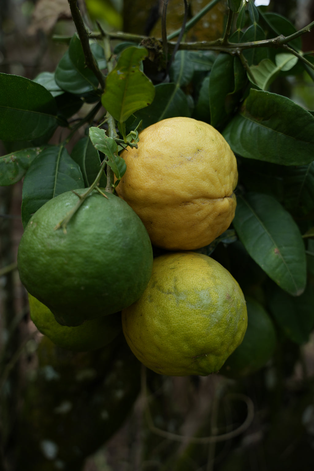 Wild lemon Pickle (വടുകപ്പുളി നാരങ്ങ അച്ചാർ)