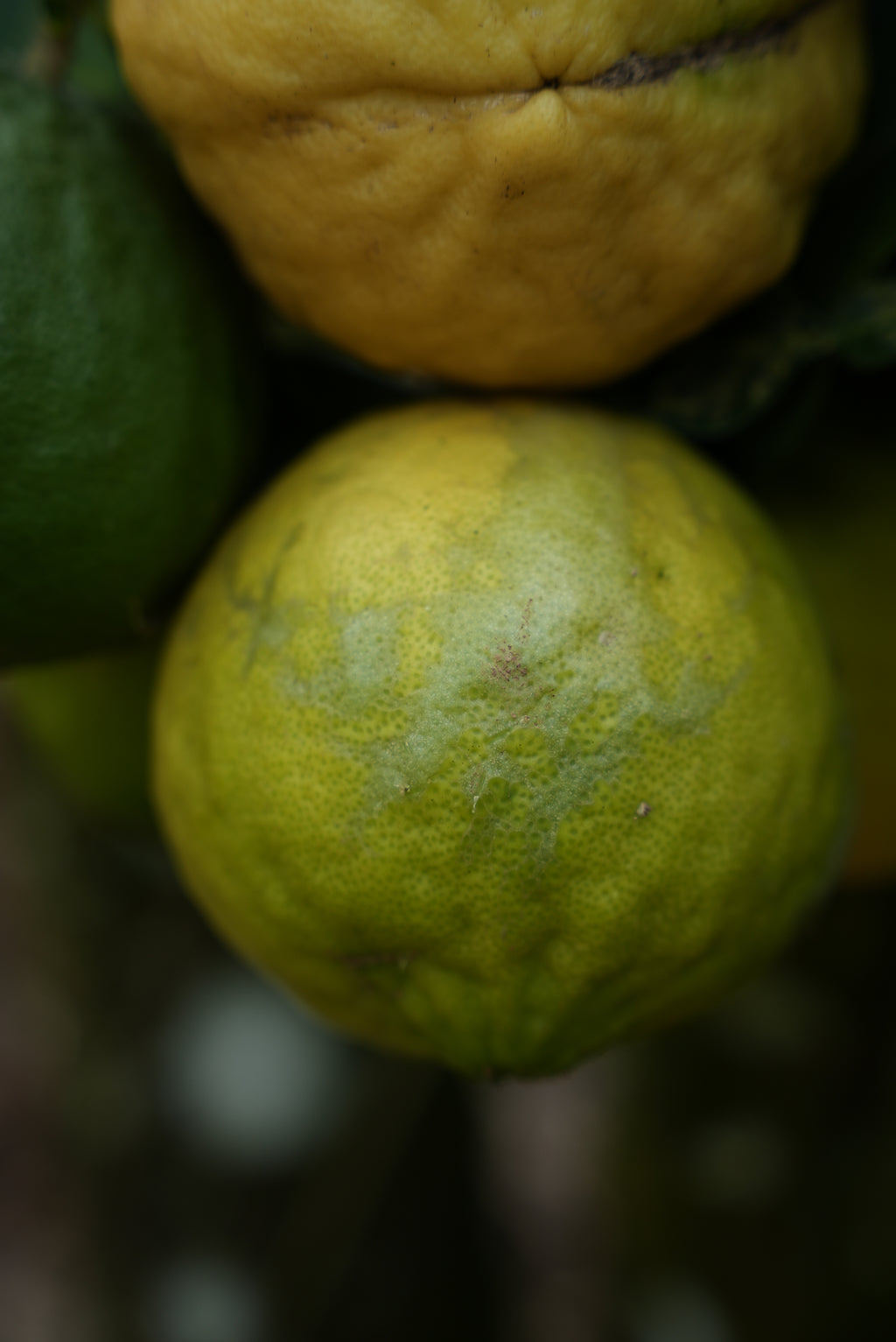Wild lemon Pickle (വടുകപ്പുളി നാരങ്ങ അച്ചാർ)