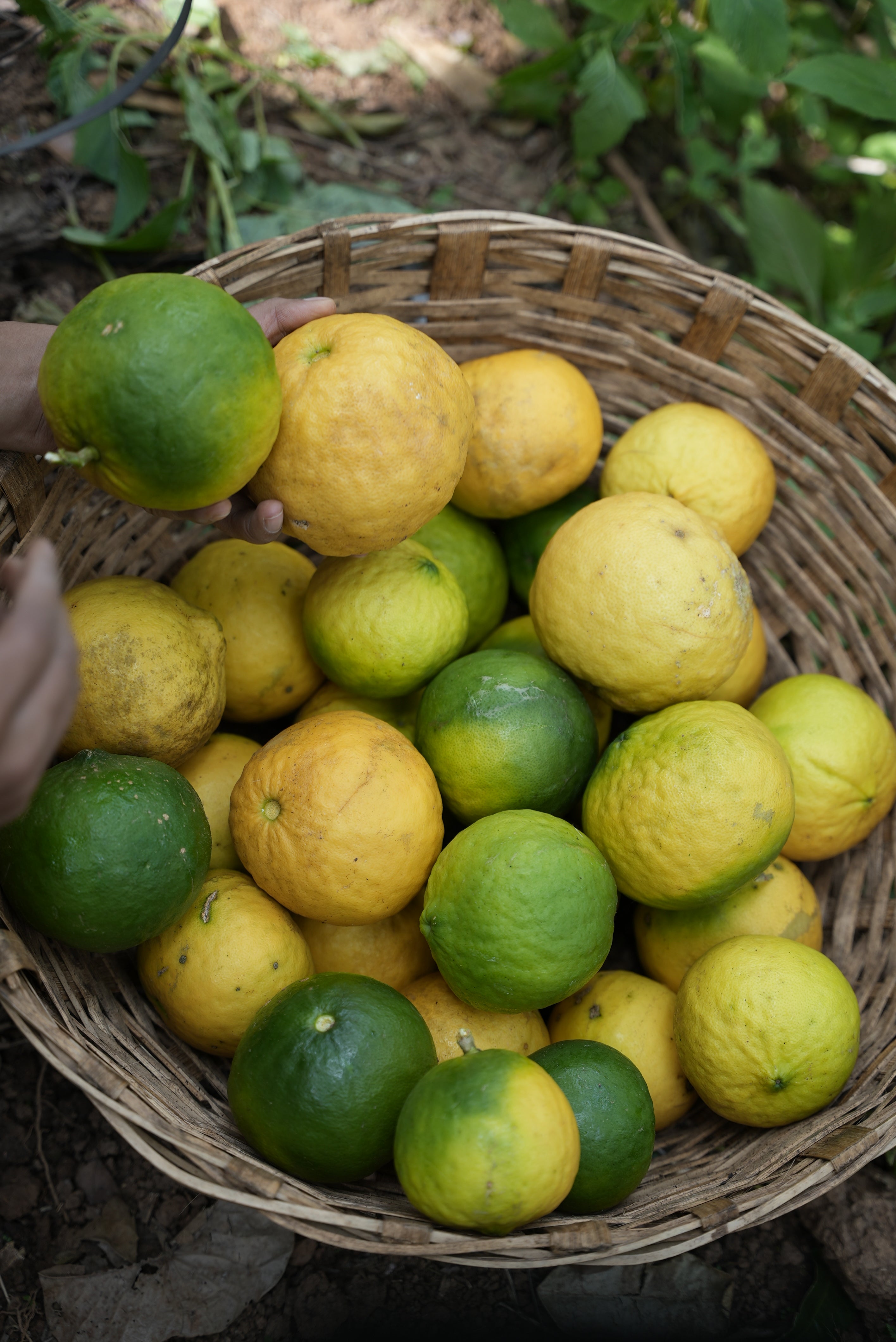 Wild lemon Pickle (വടുകപ്പുളി നാരങ്ങ അച്ചാർ)
