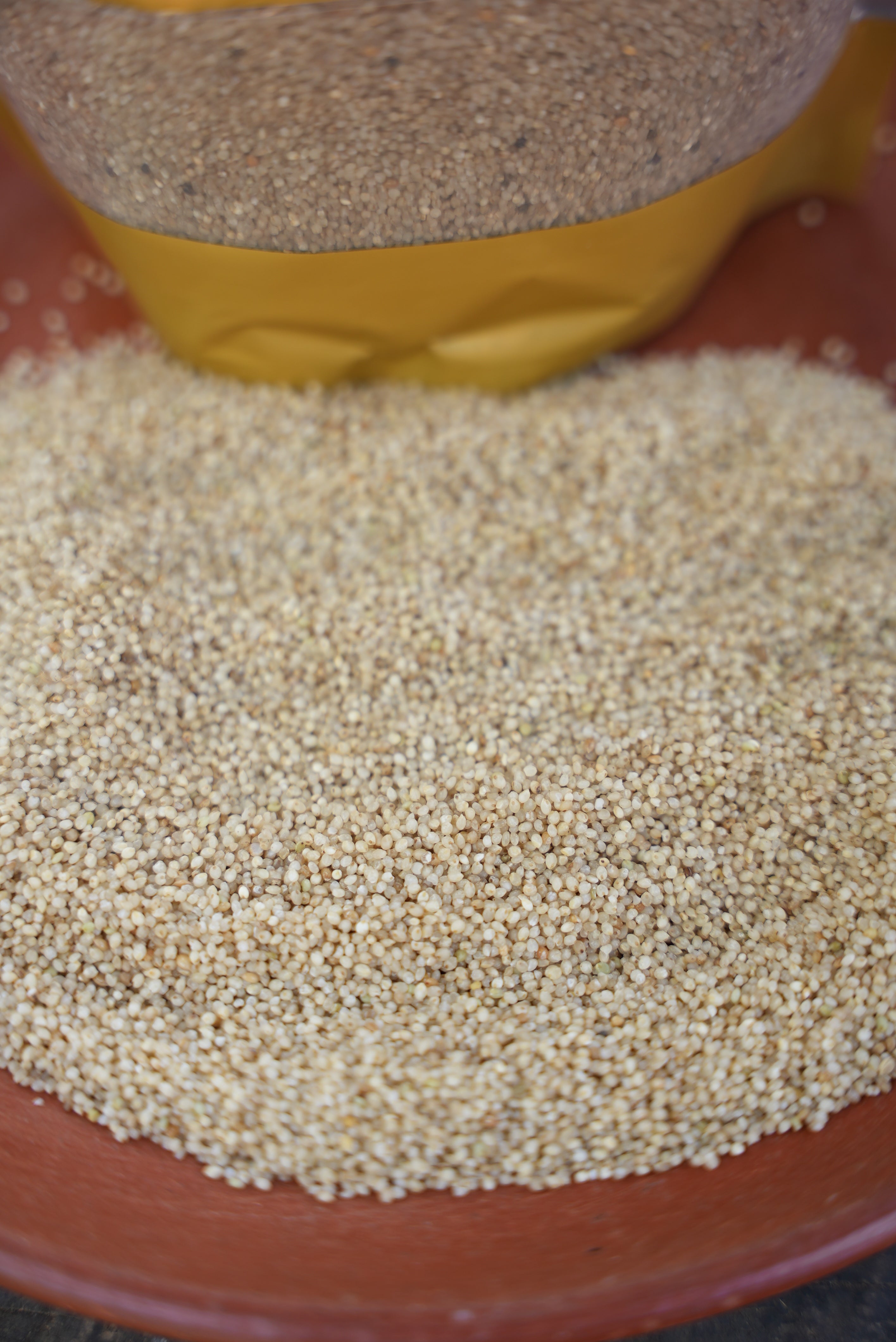 Little Millet ( ചാമ അരി )