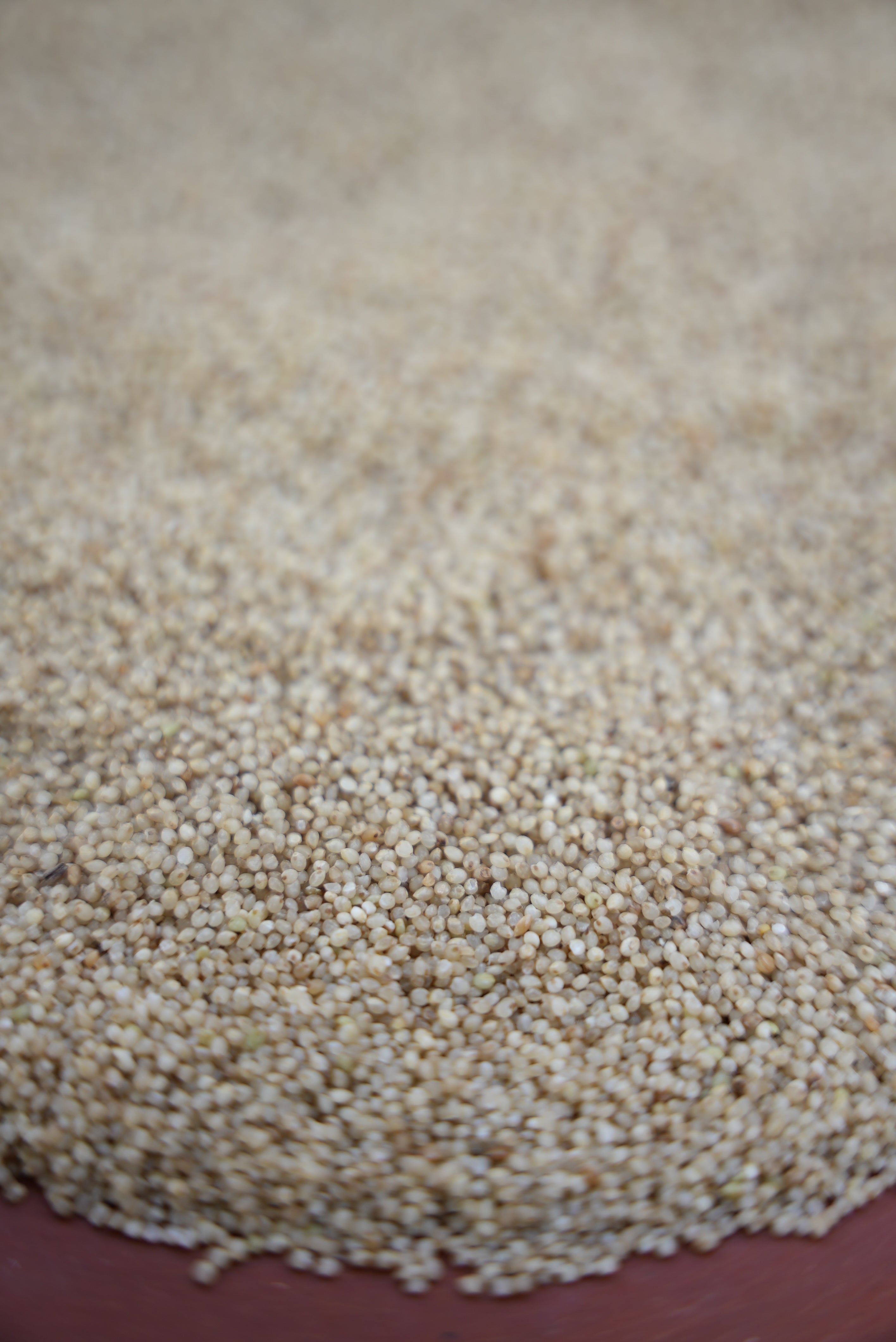 Little Millet ( ചാമ അരി )