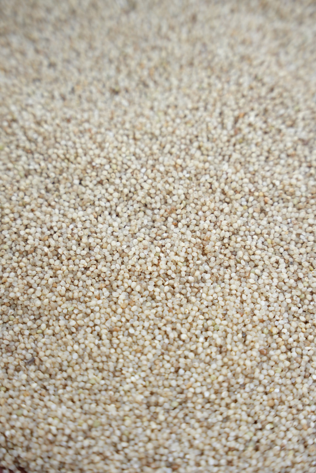 Little Millet ( ചാമ അരി )