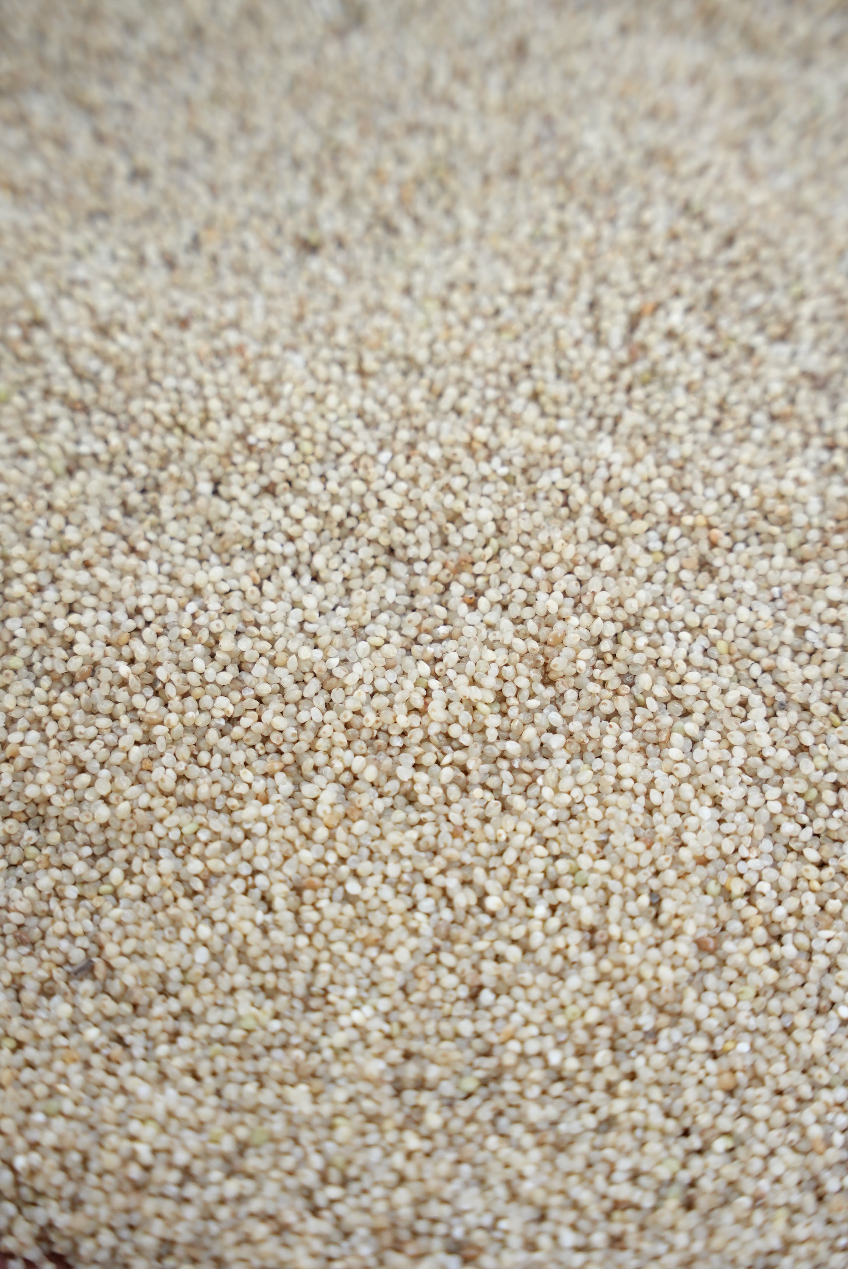 Little Millet ( ചാമ അരി )