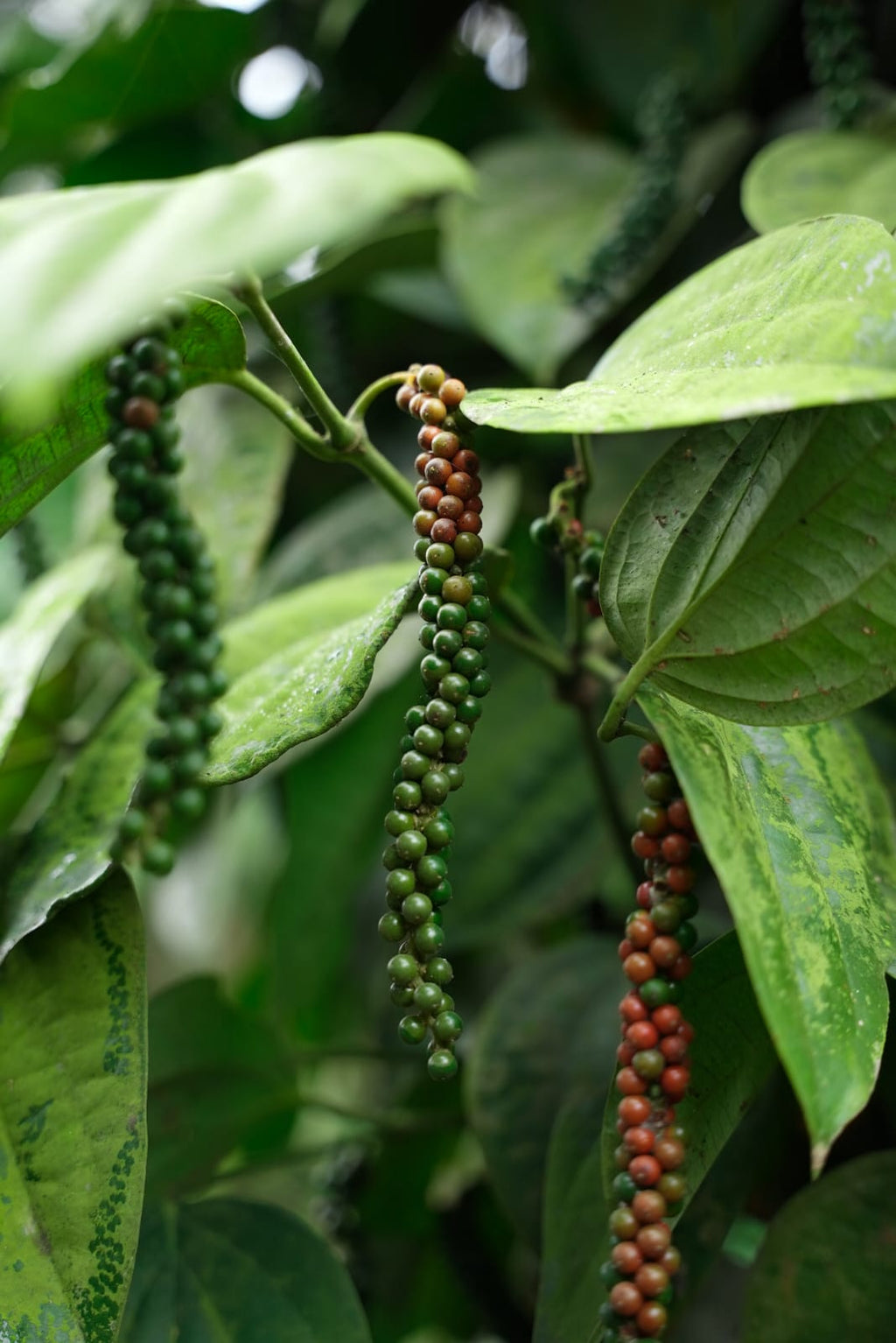 Attappadi Black Pepper/അട്ടപ്പാടി കുരുമുളക് Grade-1