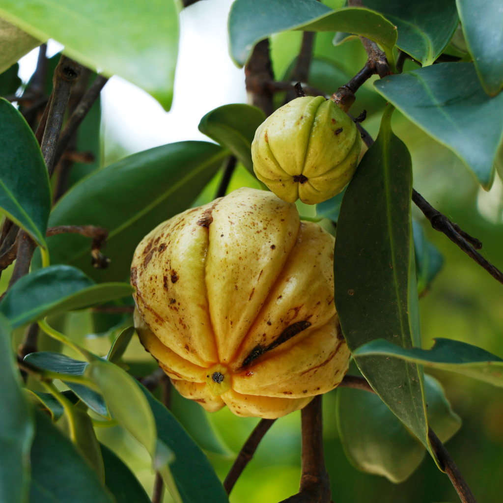Malabar tamarind (നാടൻ കുടമ്പുളി)