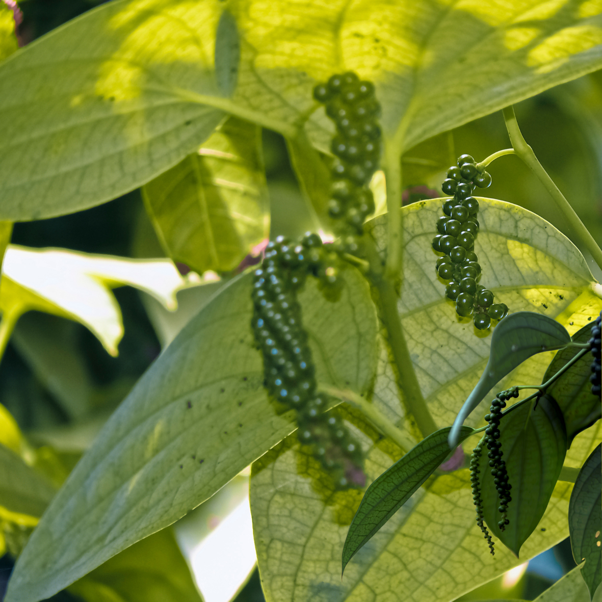 Pepper powder/കുരുമുളക് പൊടി