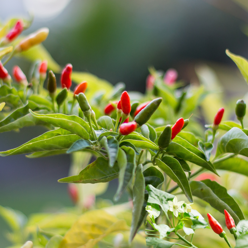 Star Goosberry & Bird's eye chilli pickle (അരിനെല്ലിക്ക കാന്താരി  അച്ചാർ)