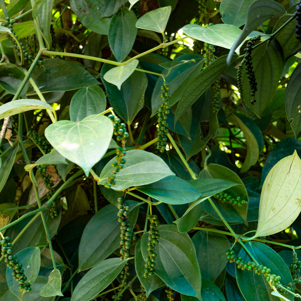 Attappadi Black Pepper/അട്ടപ്പാടി കുരുമുളക് Grade-1