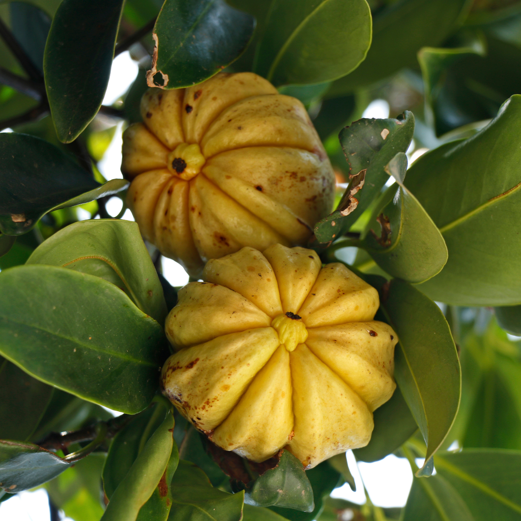 Malabar tamarind (നാടൻ കുടമ്പുളി)