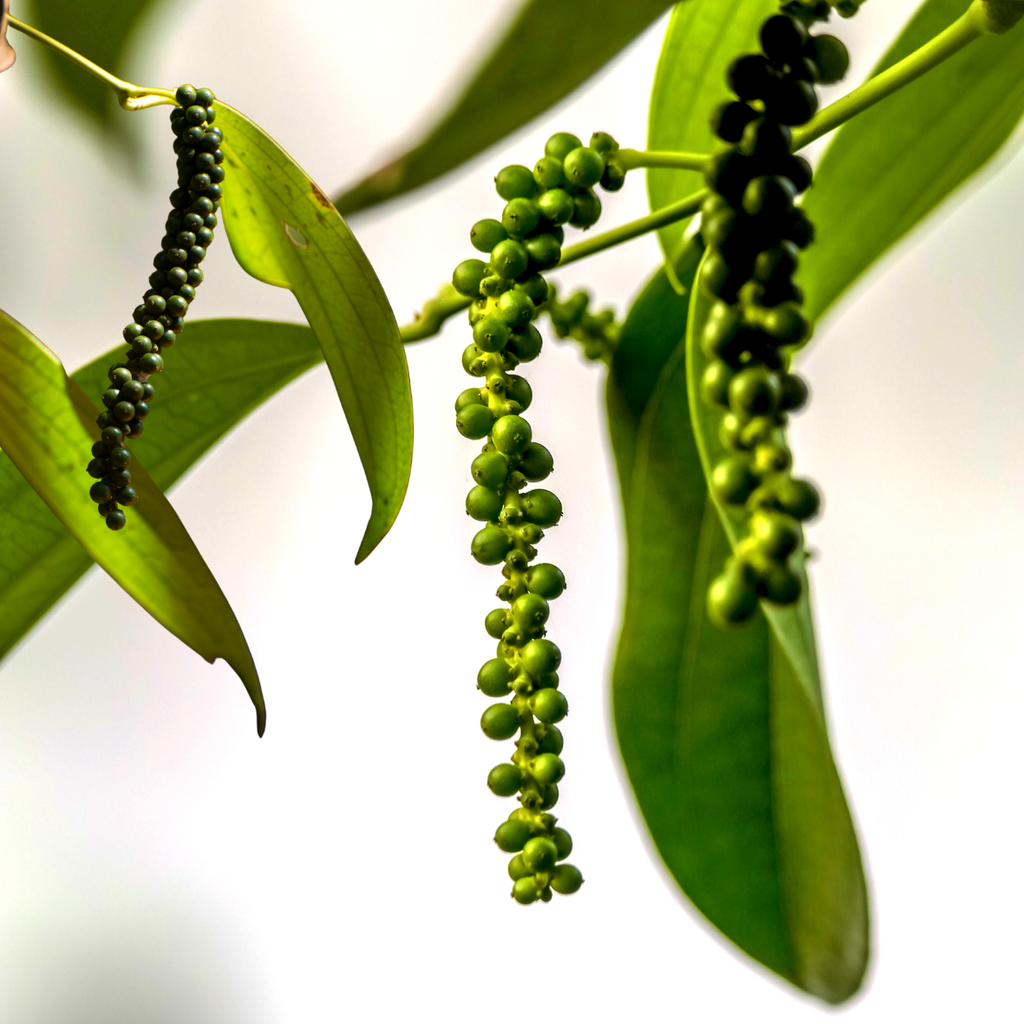 Attappadi black pepper Grade-2