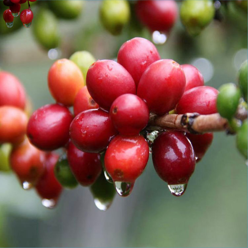 Organic Coffee Powder /കാപ്പിപൊടി