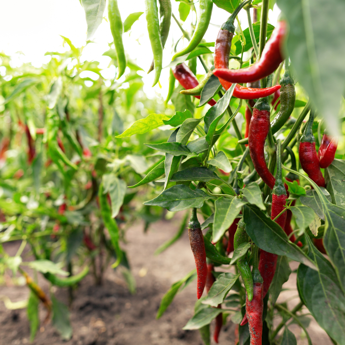 Red chilly Powder/നാടൻ മുളകുപൊടി