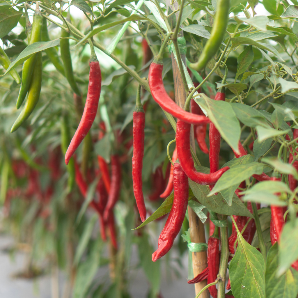 Red chilly Powder/നാടൻ മുളകുപൊടി