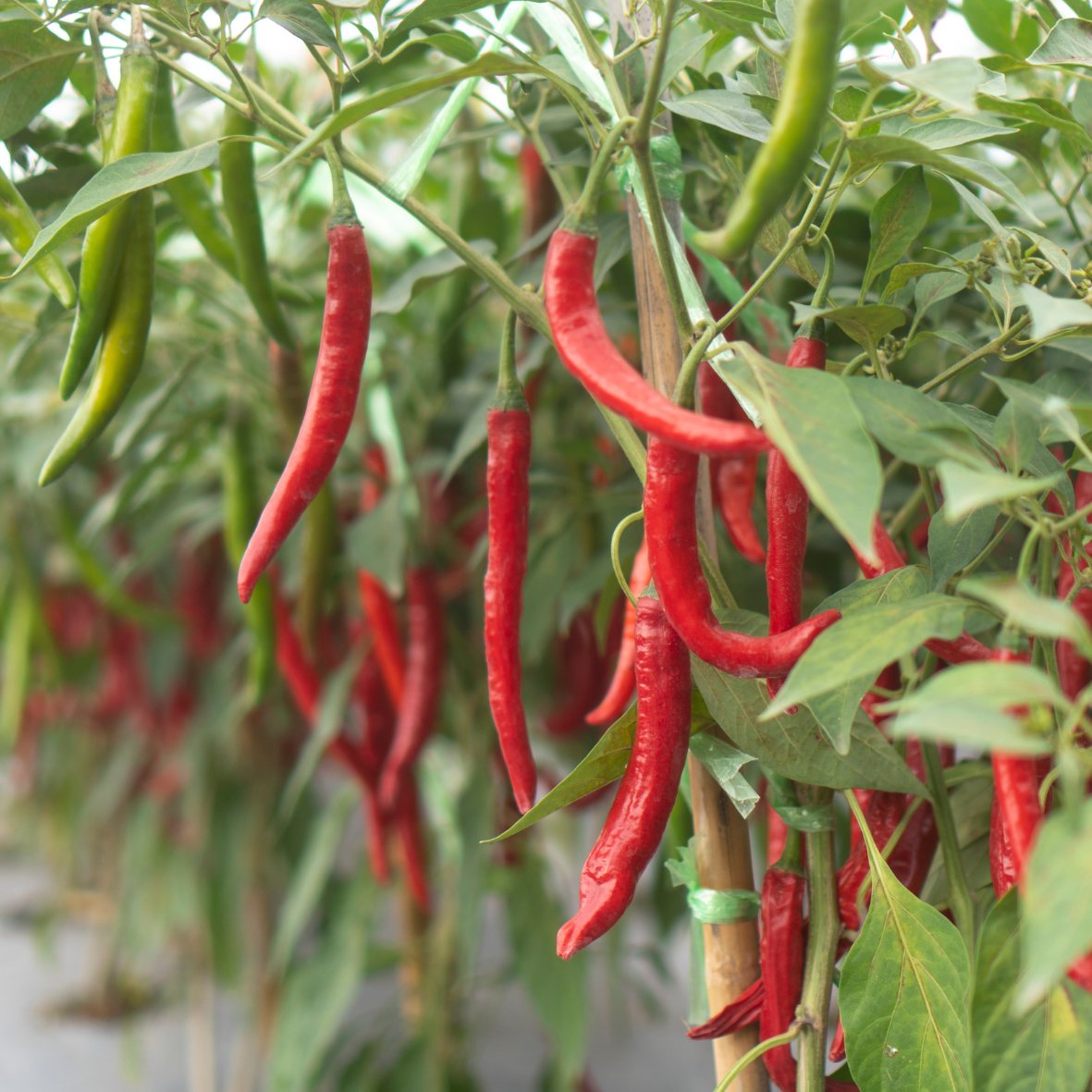 Red chilly Powder/നാടൻ മുളകുപൊടി