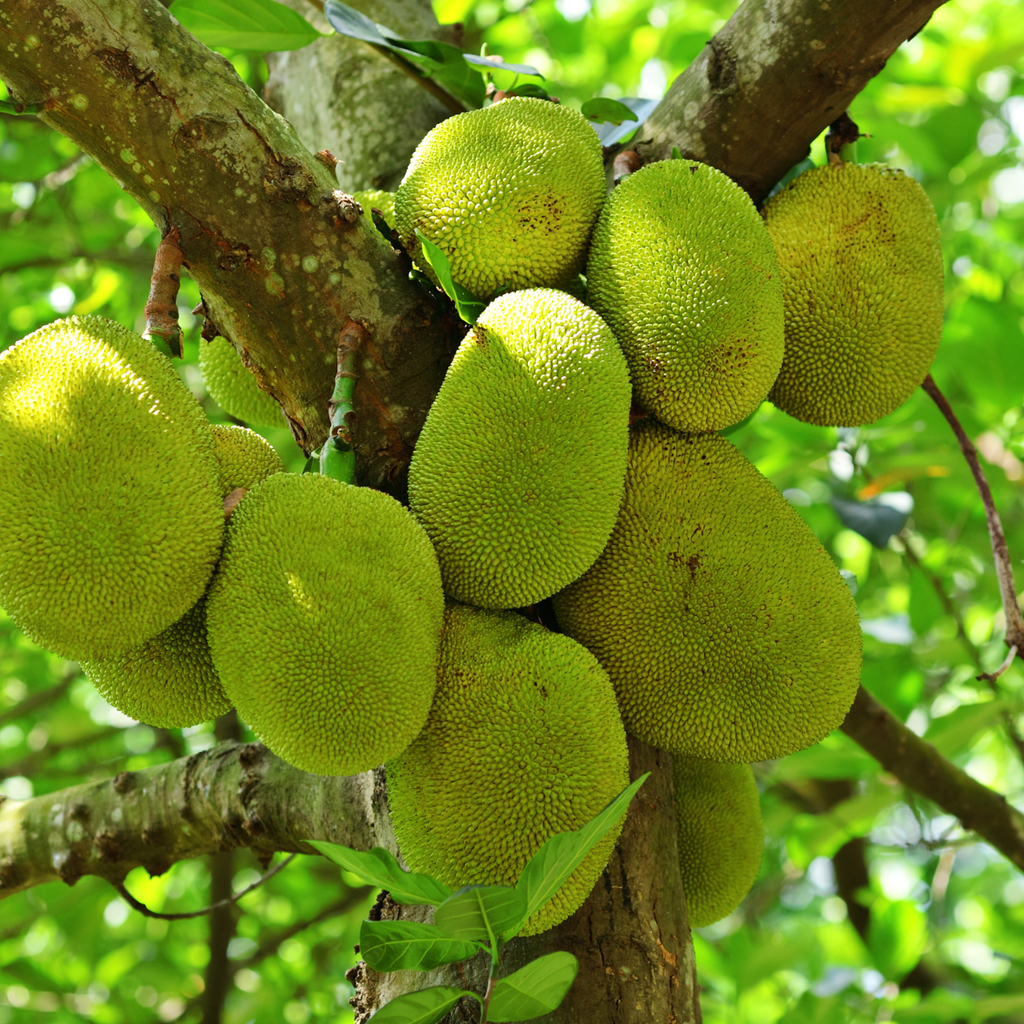 Chakka varatti ( Jackfruit halwa)/ചക്ക വരട്ടി