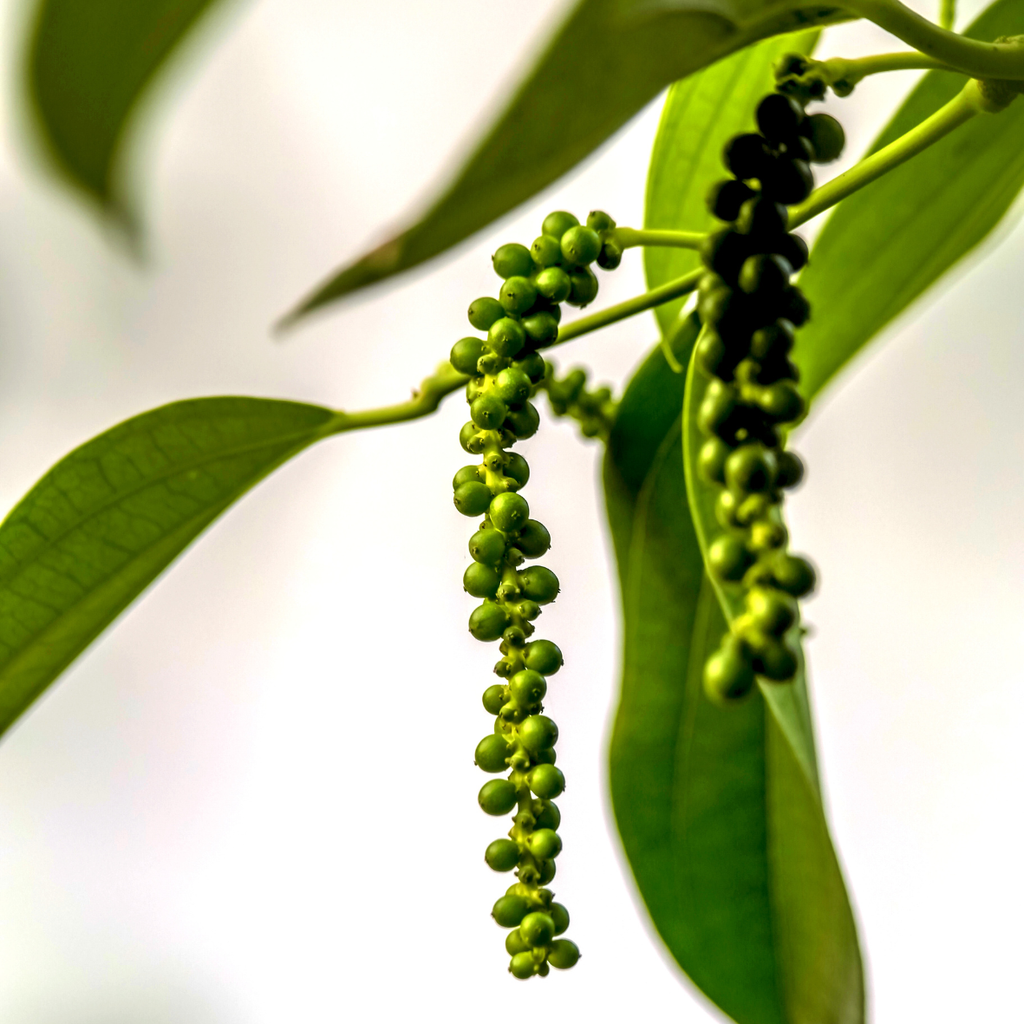 Attappadi black pepper Grade-2