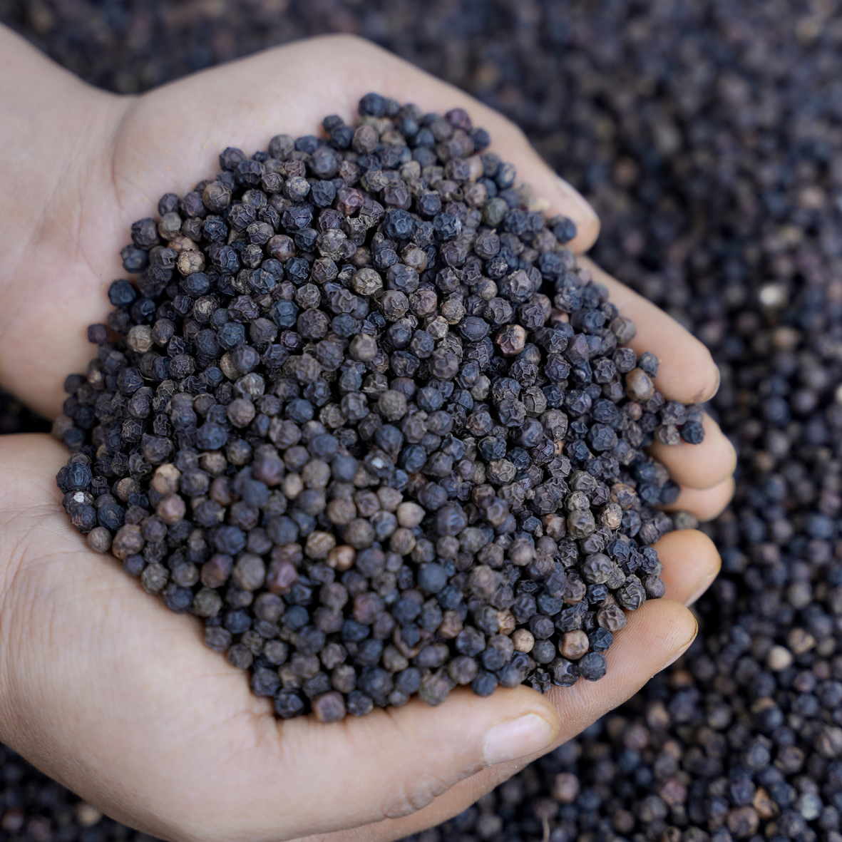 Attappadi black pepper Grade-2