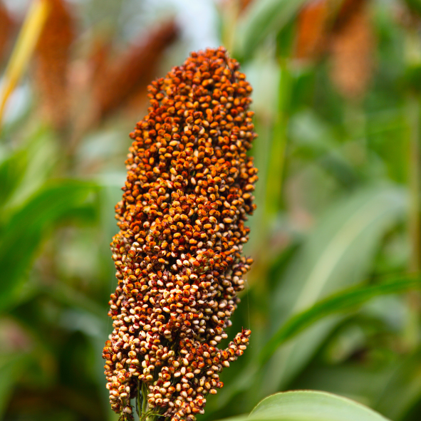 Red Sorghum Flakes/ചുവന്ന ചോളം അവിൽ