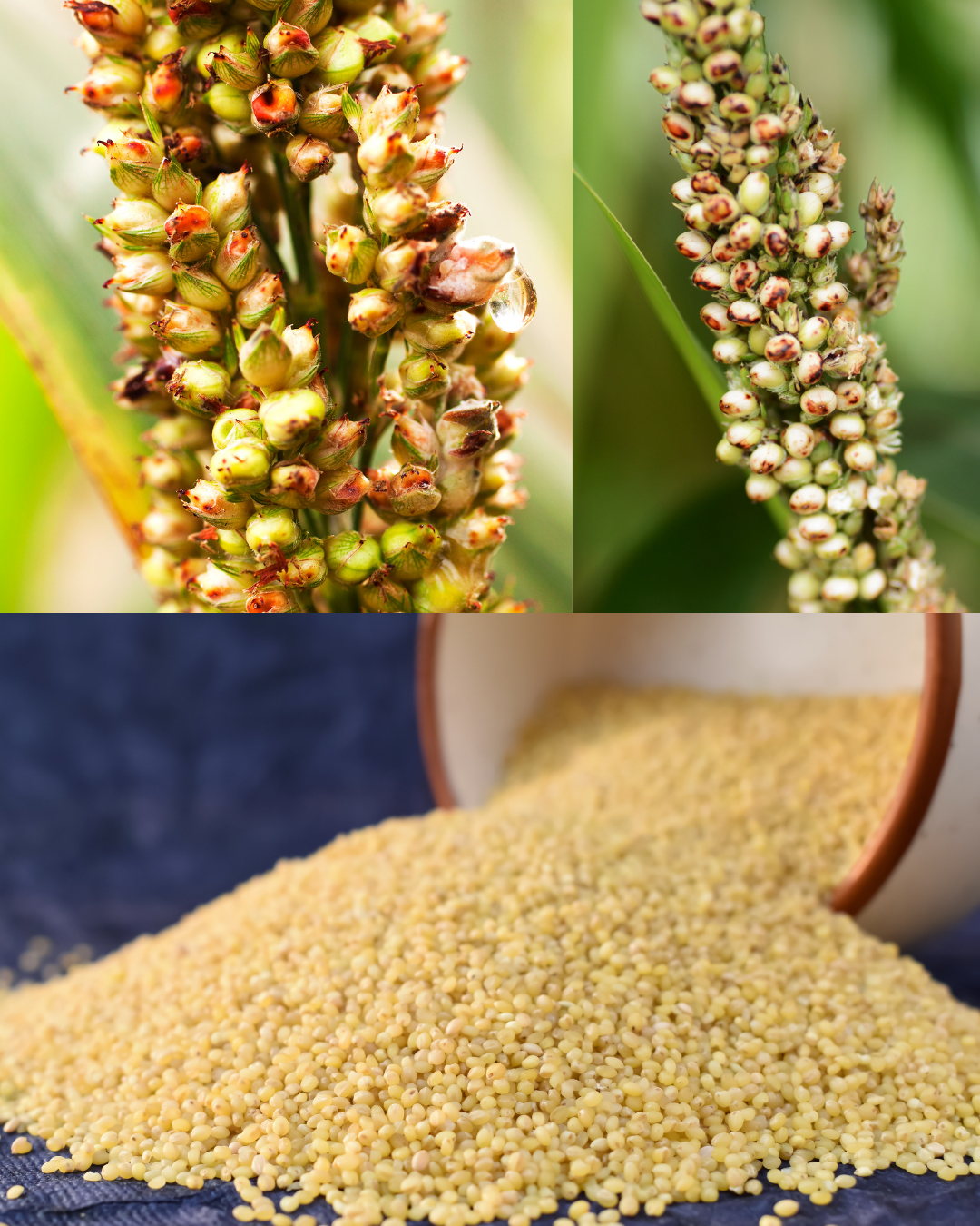 Little Millet ( ചാമ അരി )