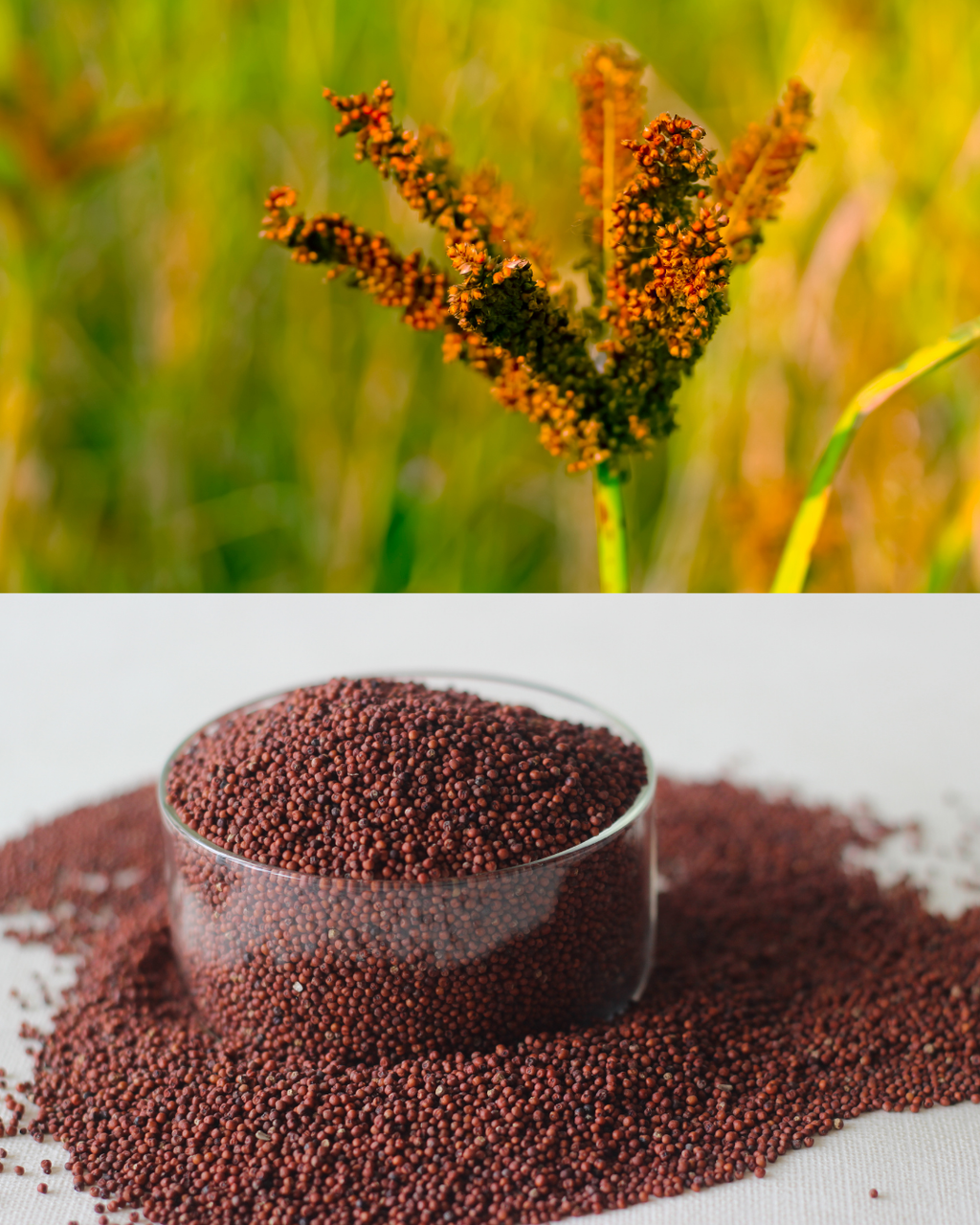 Ragi( റാഗി )